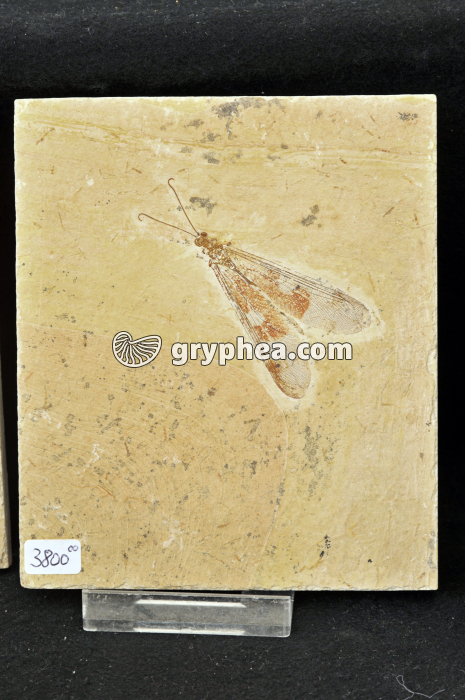 Insecte fossile - gryphea.com